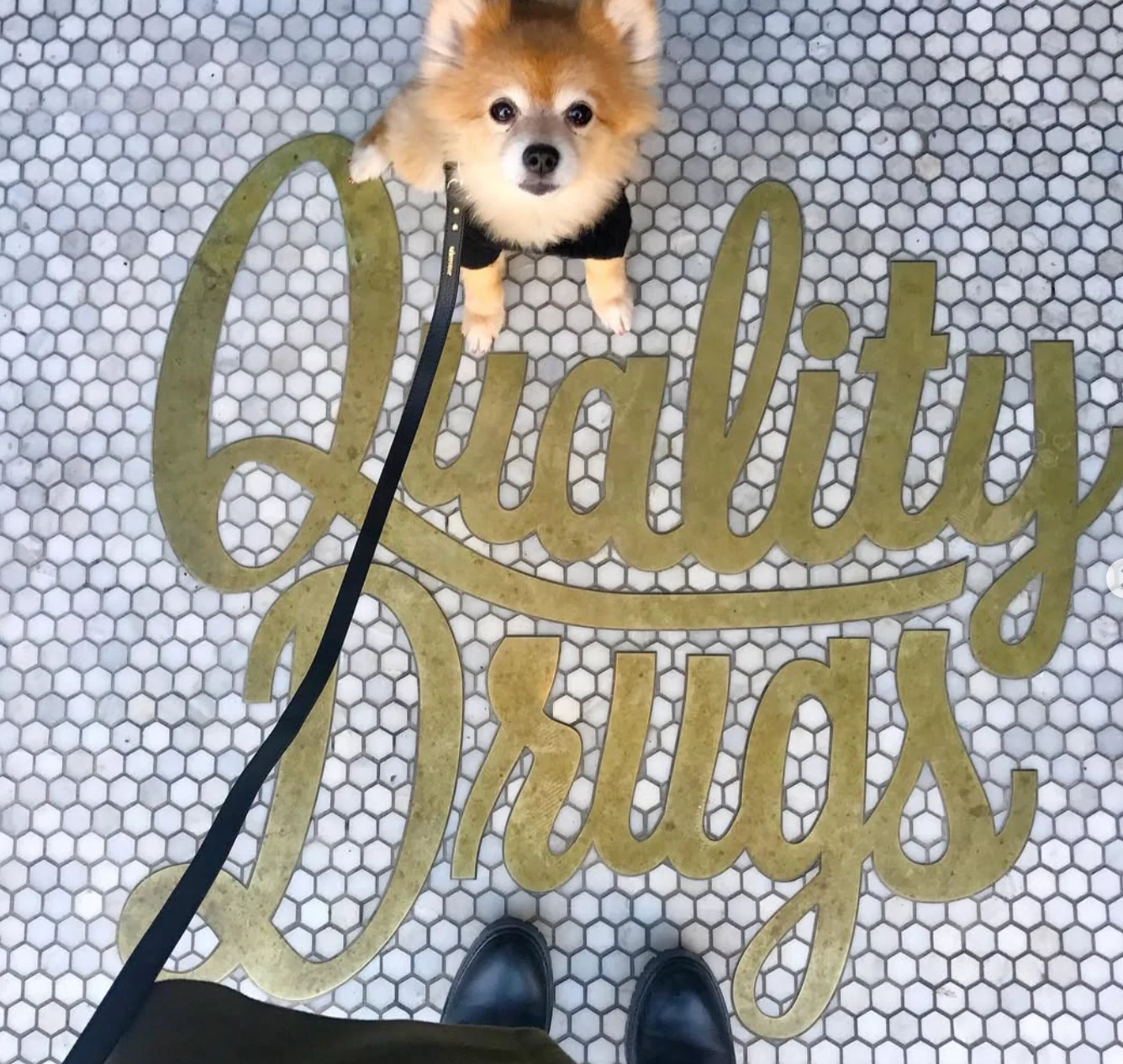 Quality Drugs floor graphic with a dog in the Serra store